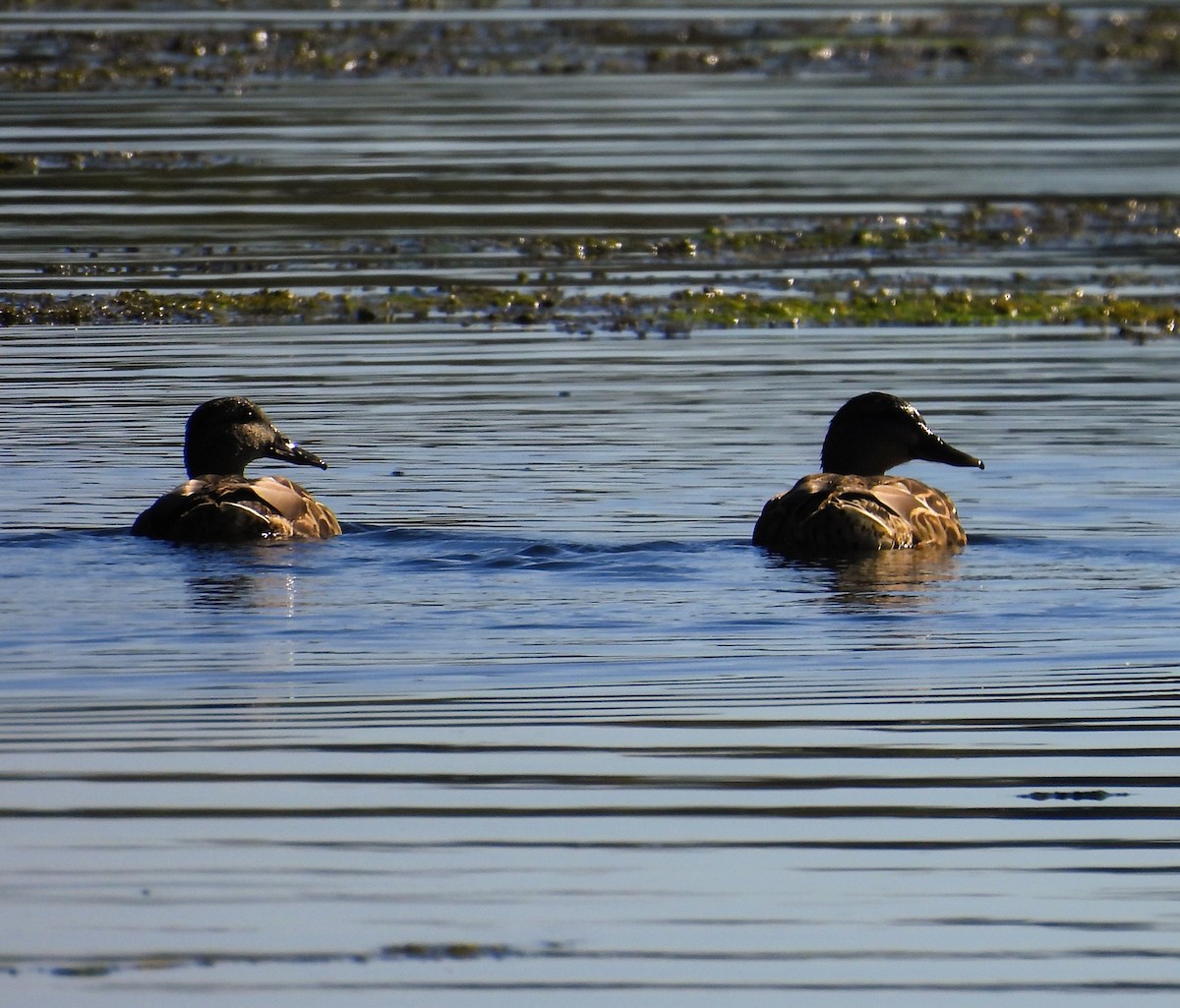 Mallard - ML643615592