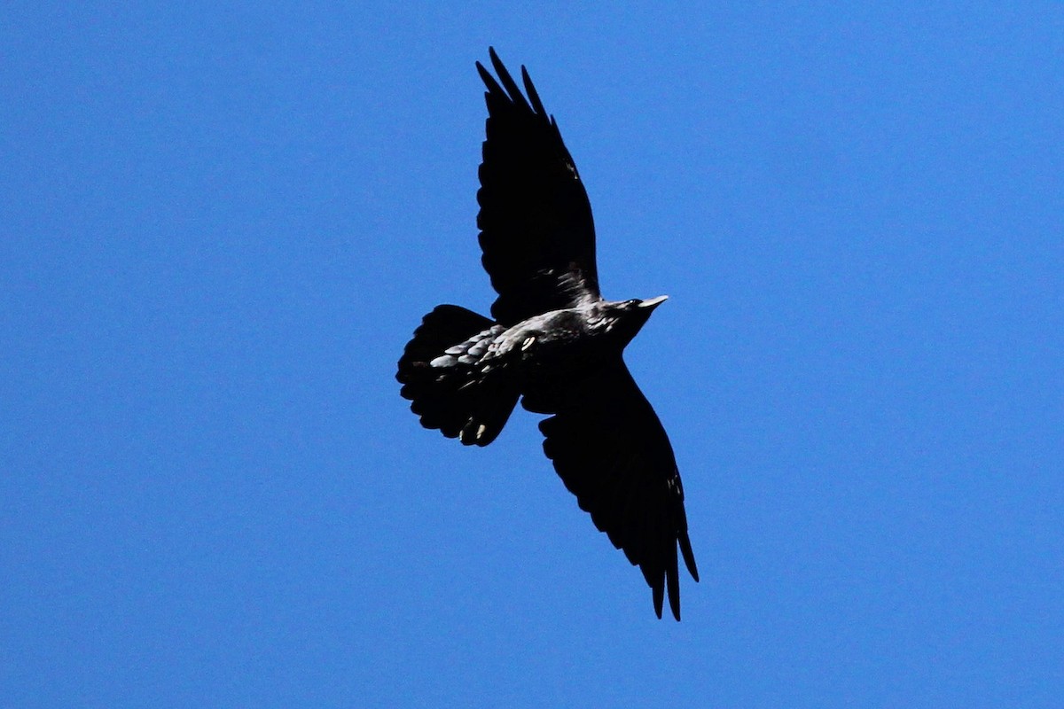 American Crow - ML643615594