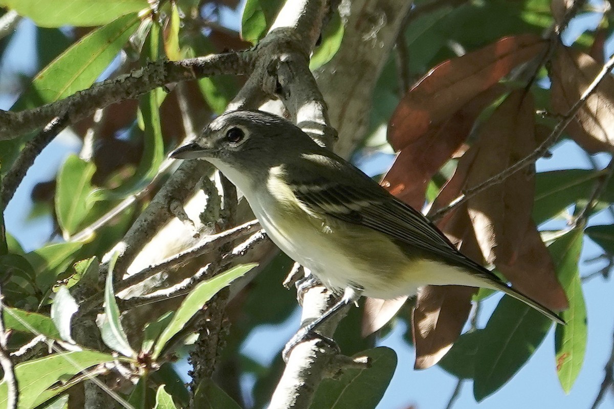 Blue-headed Vireo - ML643615606