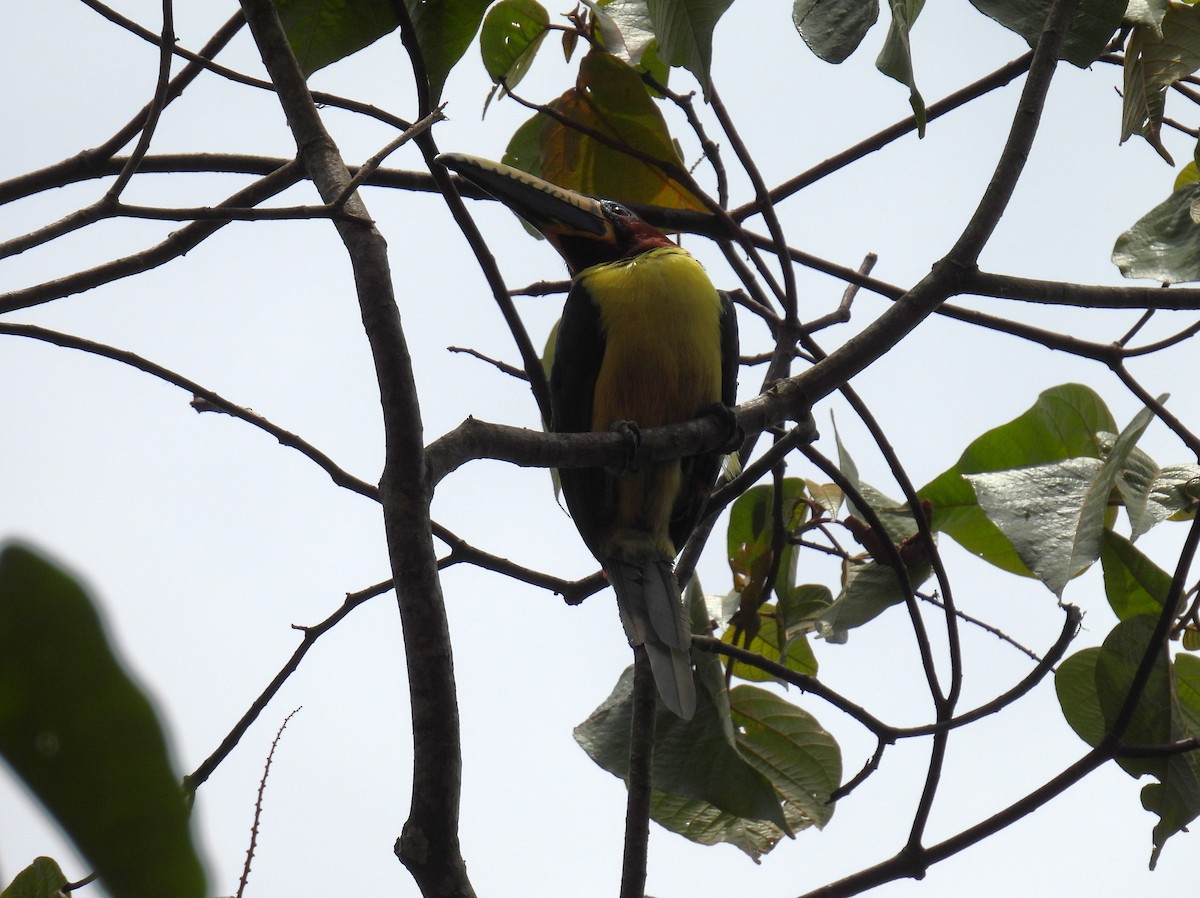 Lettered Aracari - ML643615629