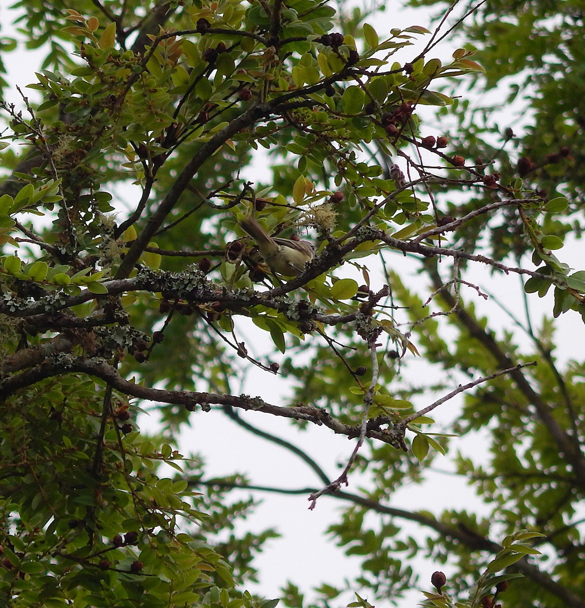 Planalto Tyrannulet - ML643615647