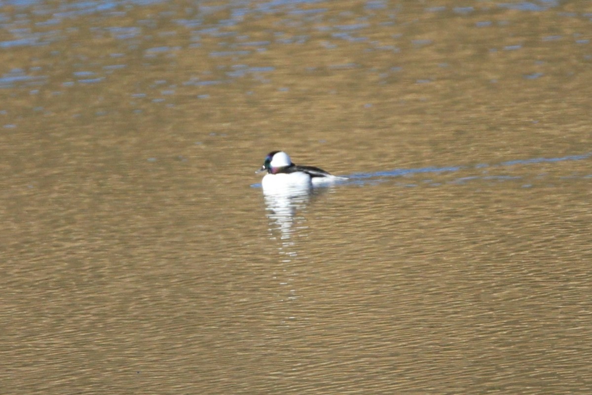 Bufflehead - ML643615661