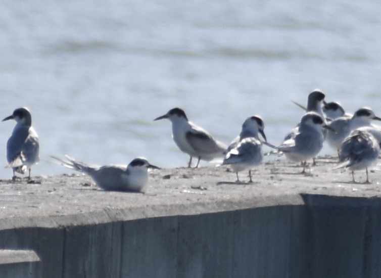 Common Tern - ML643615671
