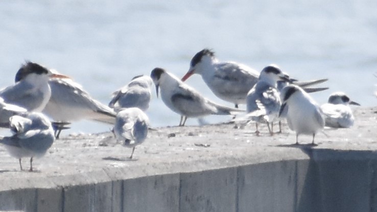 Common Tern - ML643615672