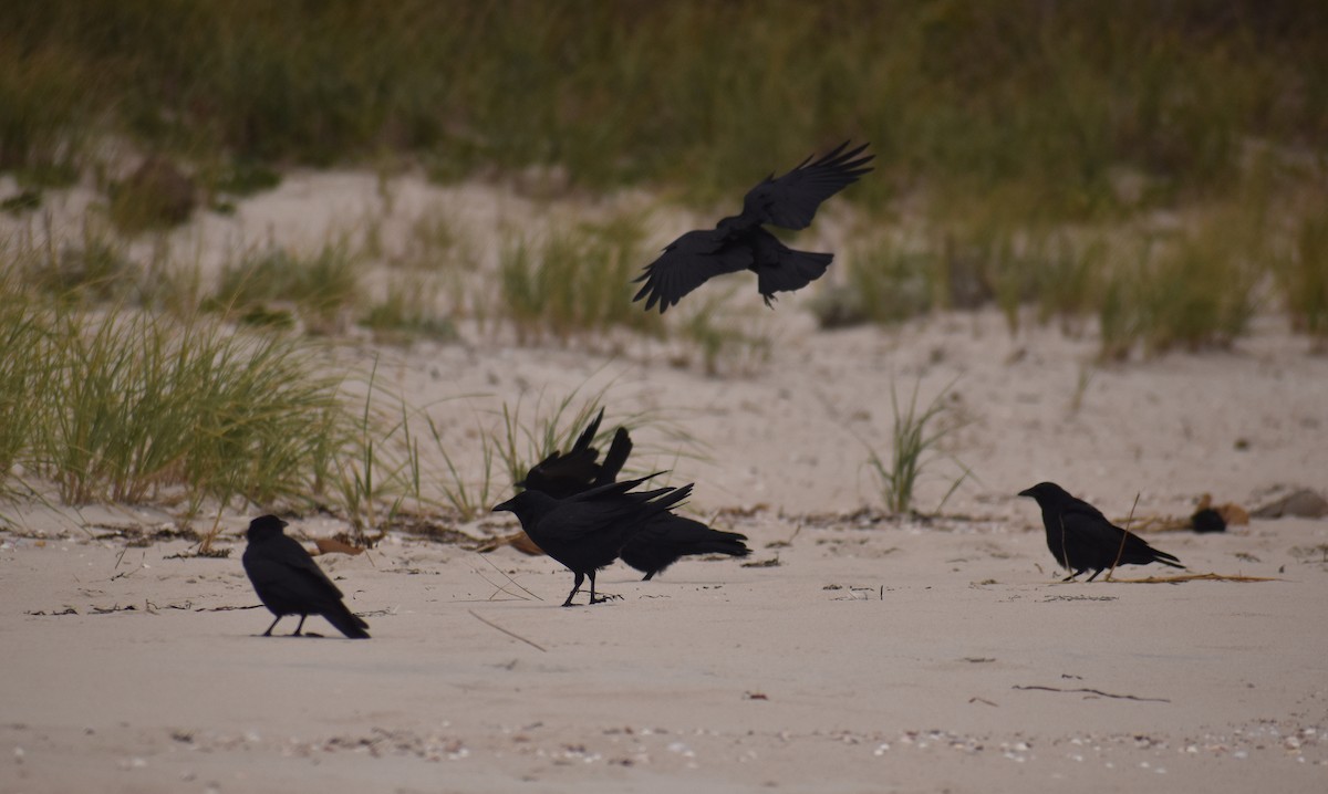Fish Crow - ML643615675