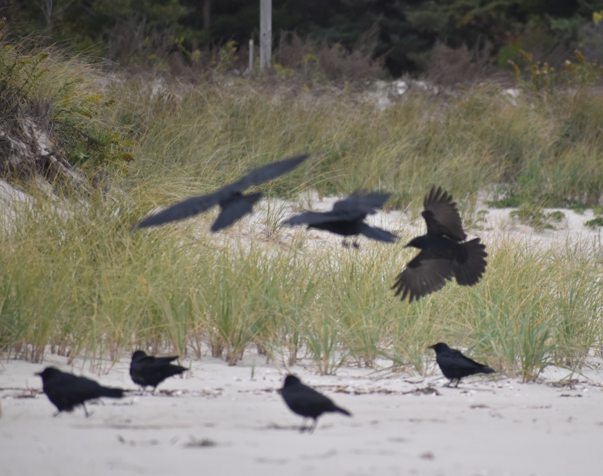 Fish Crow - ML643615679