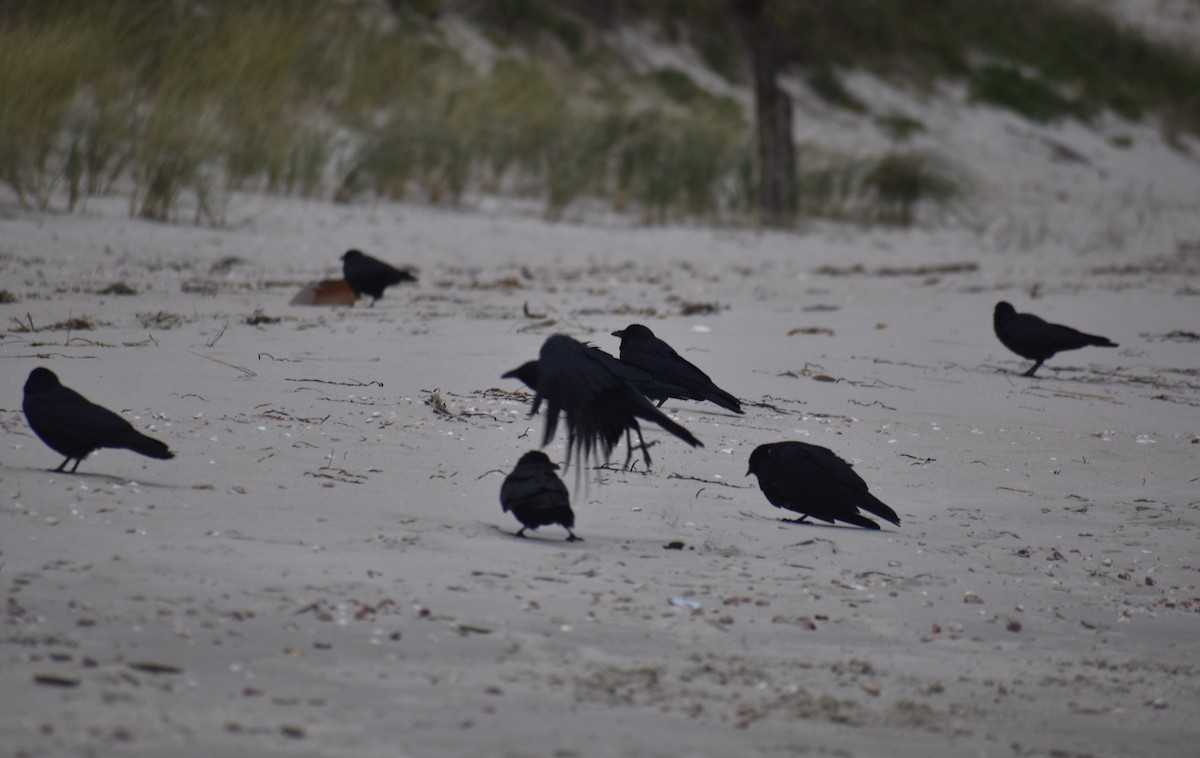 Fish Crow - ML643615682