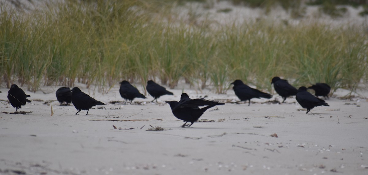 Fish Crow - ML643615683