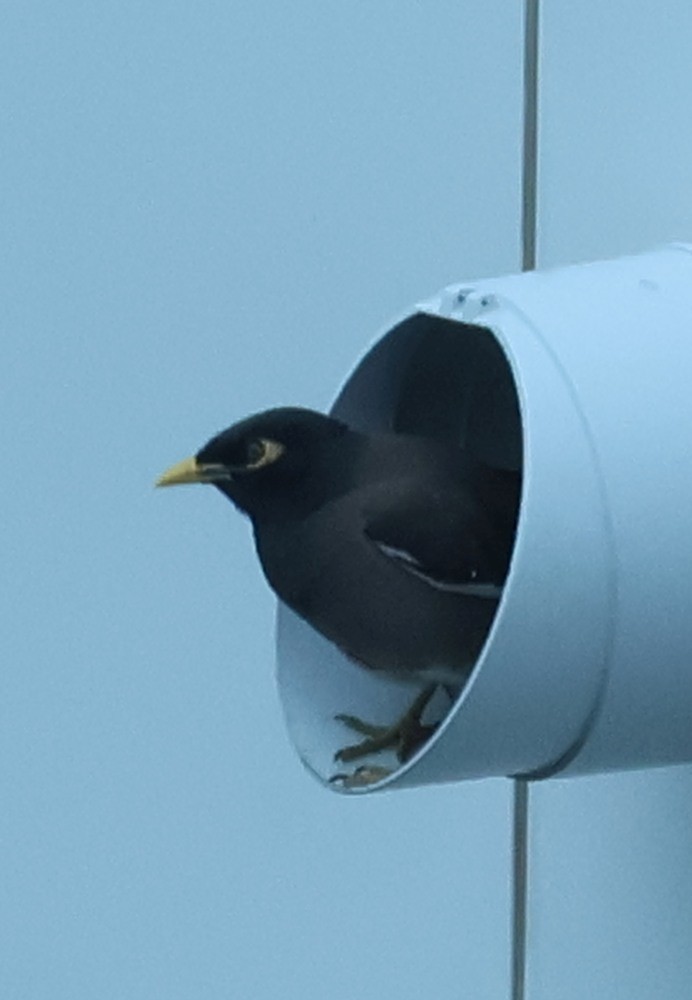 Common Myna - ML643615689