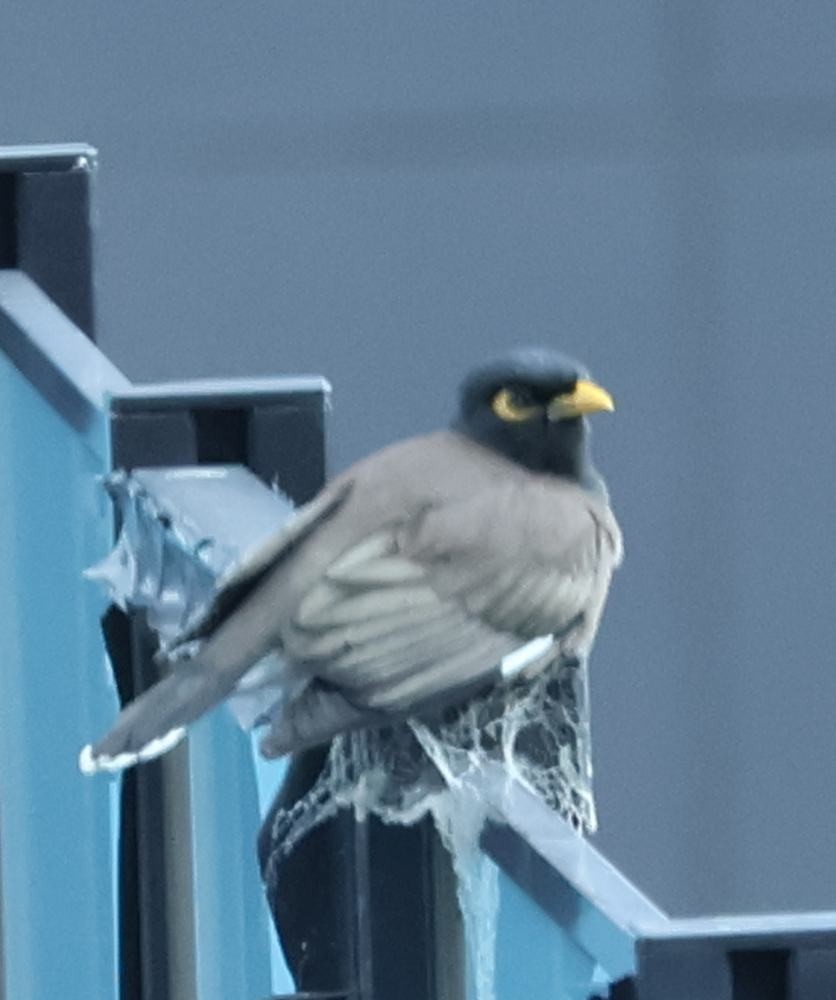 Common Myna - ML643615690