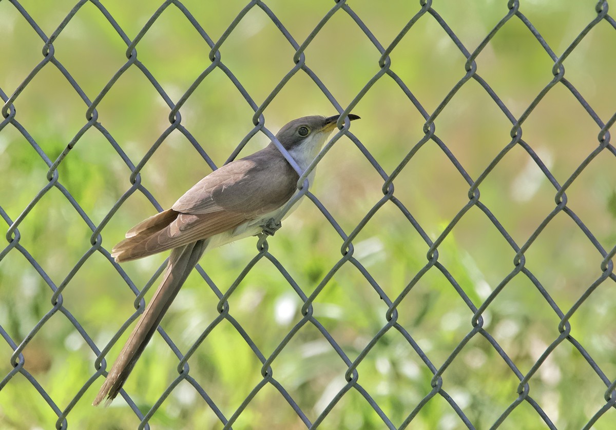 Yellow-billed Cuckoo - ML643615707