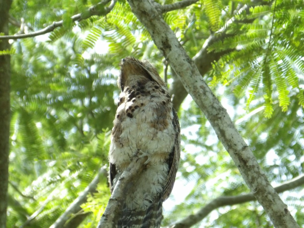 Common Potoo - ML643615708