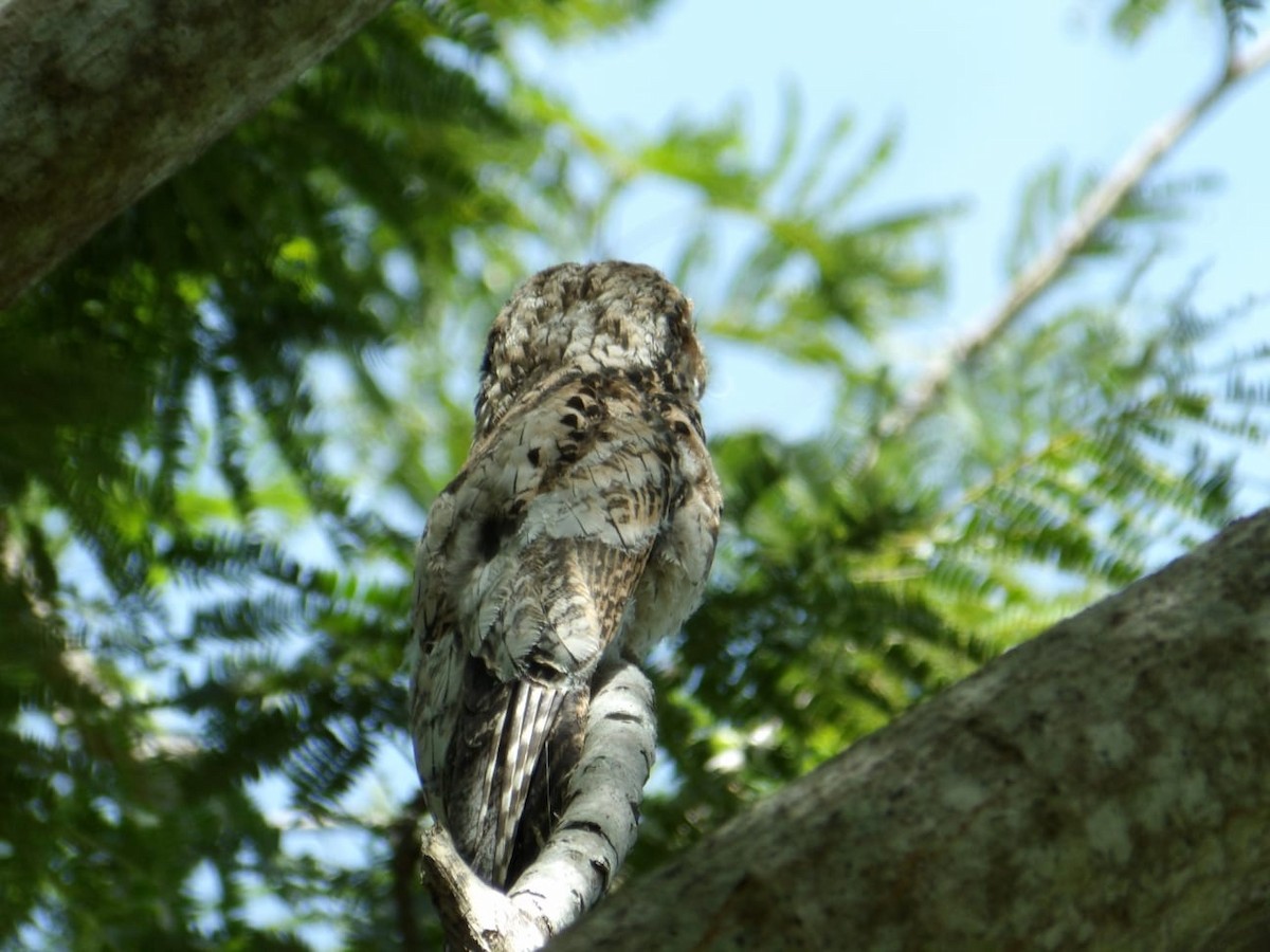 Common Potoo - ML643615709