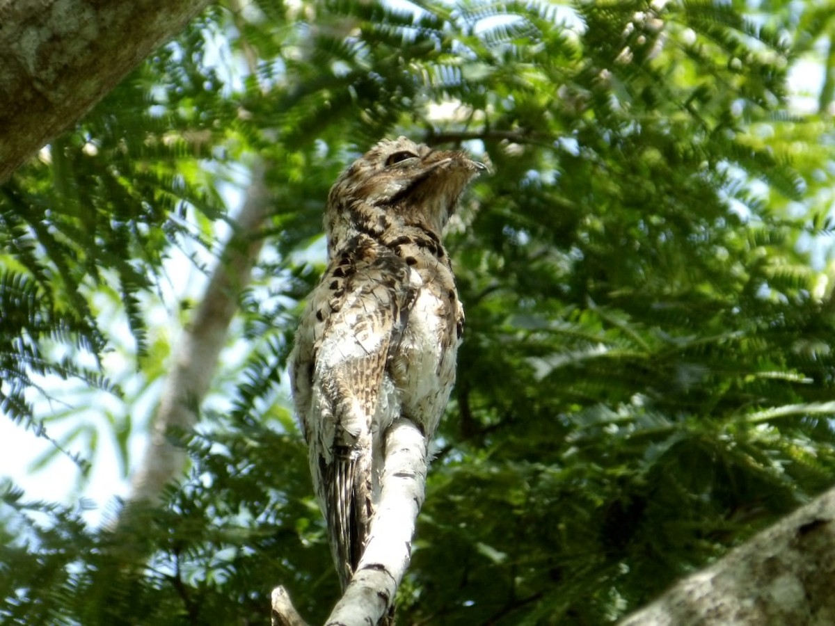 Common Potoo - ML643615710
