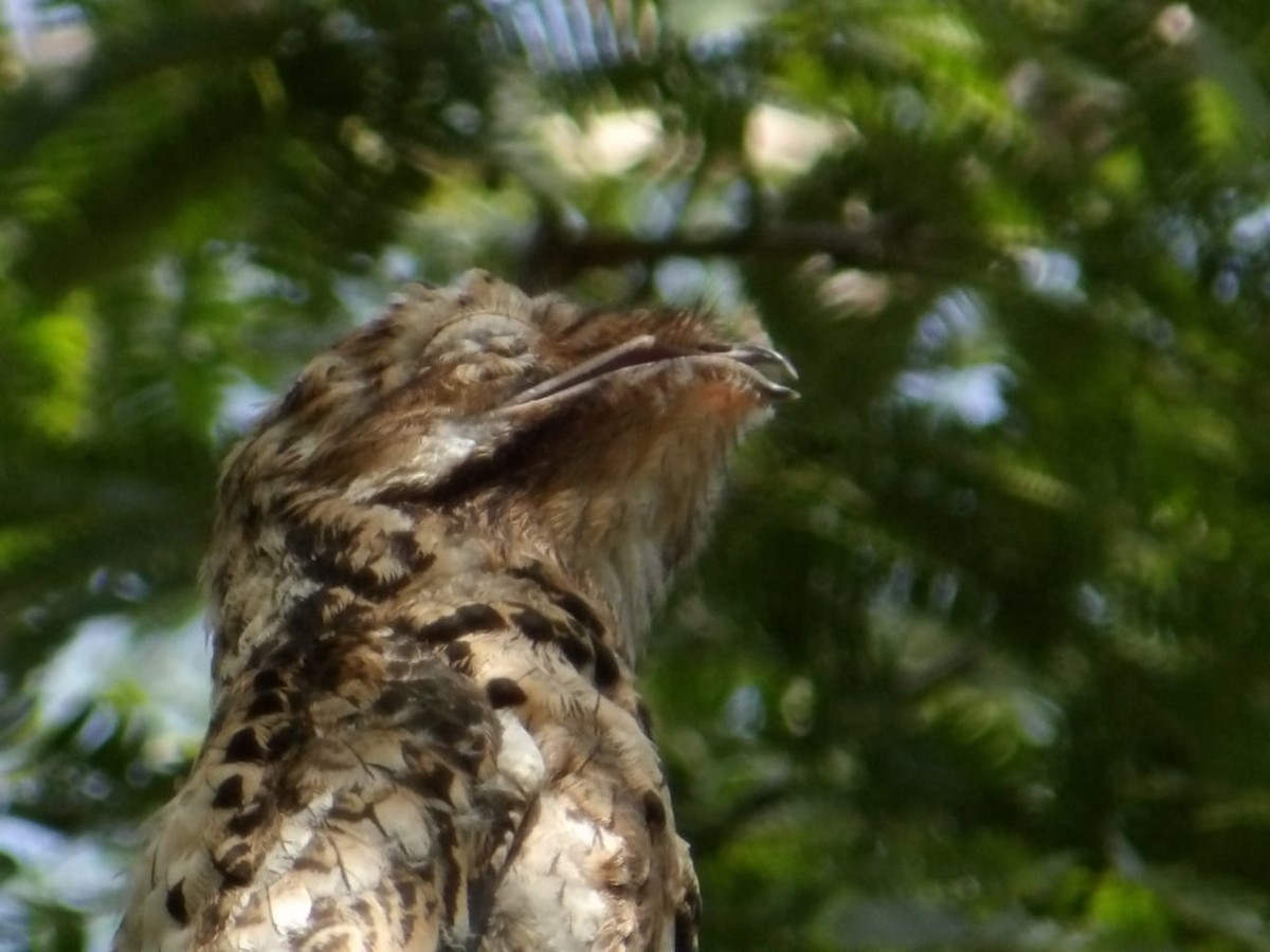 Common Potoo - ML643615711