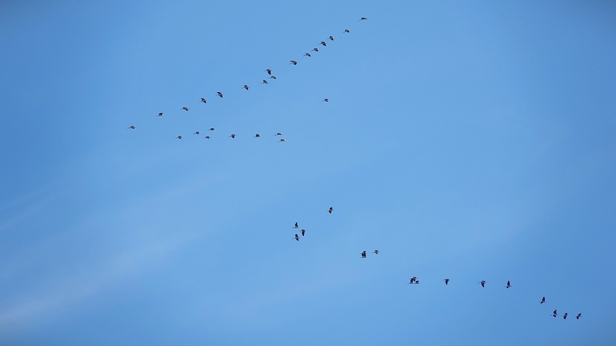 Straw-necked Ibis - ML643615725