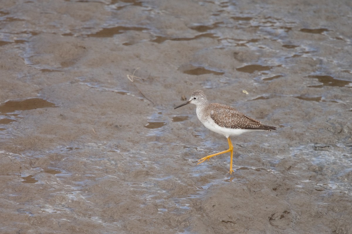 Lesser Yellowlegs - ML643615728