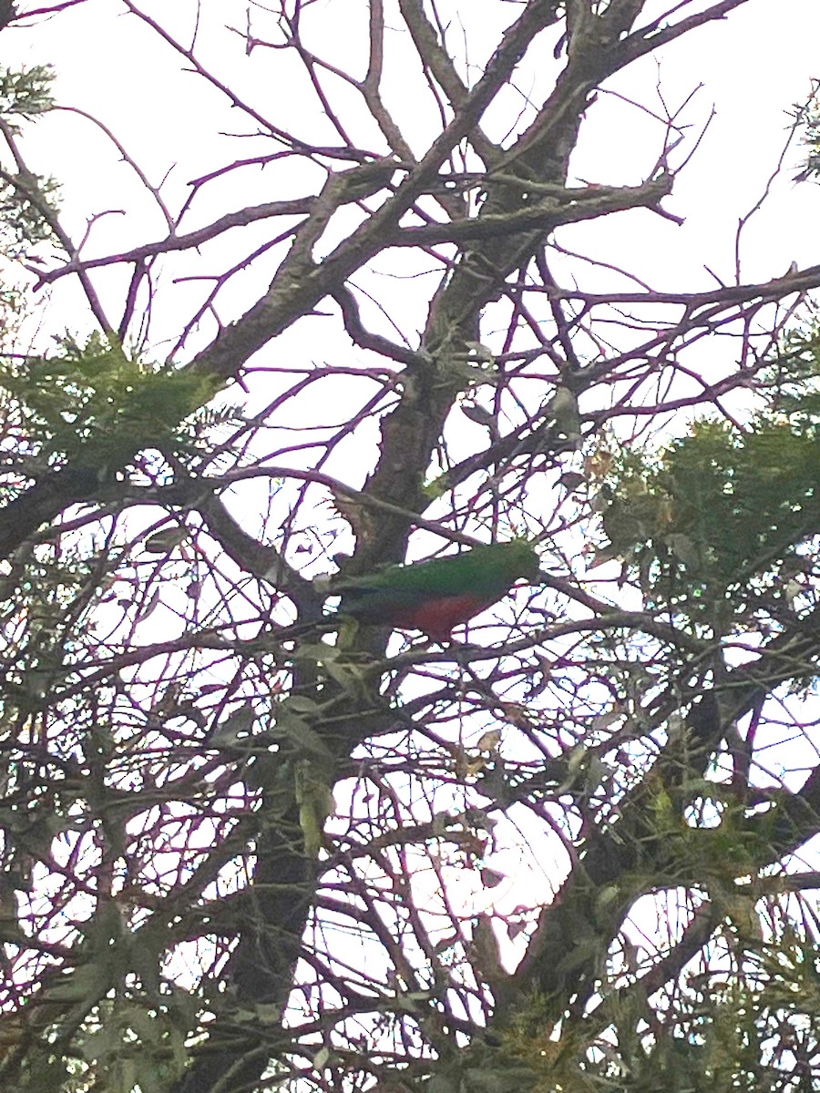 Australian King-Parrot - ML643615736