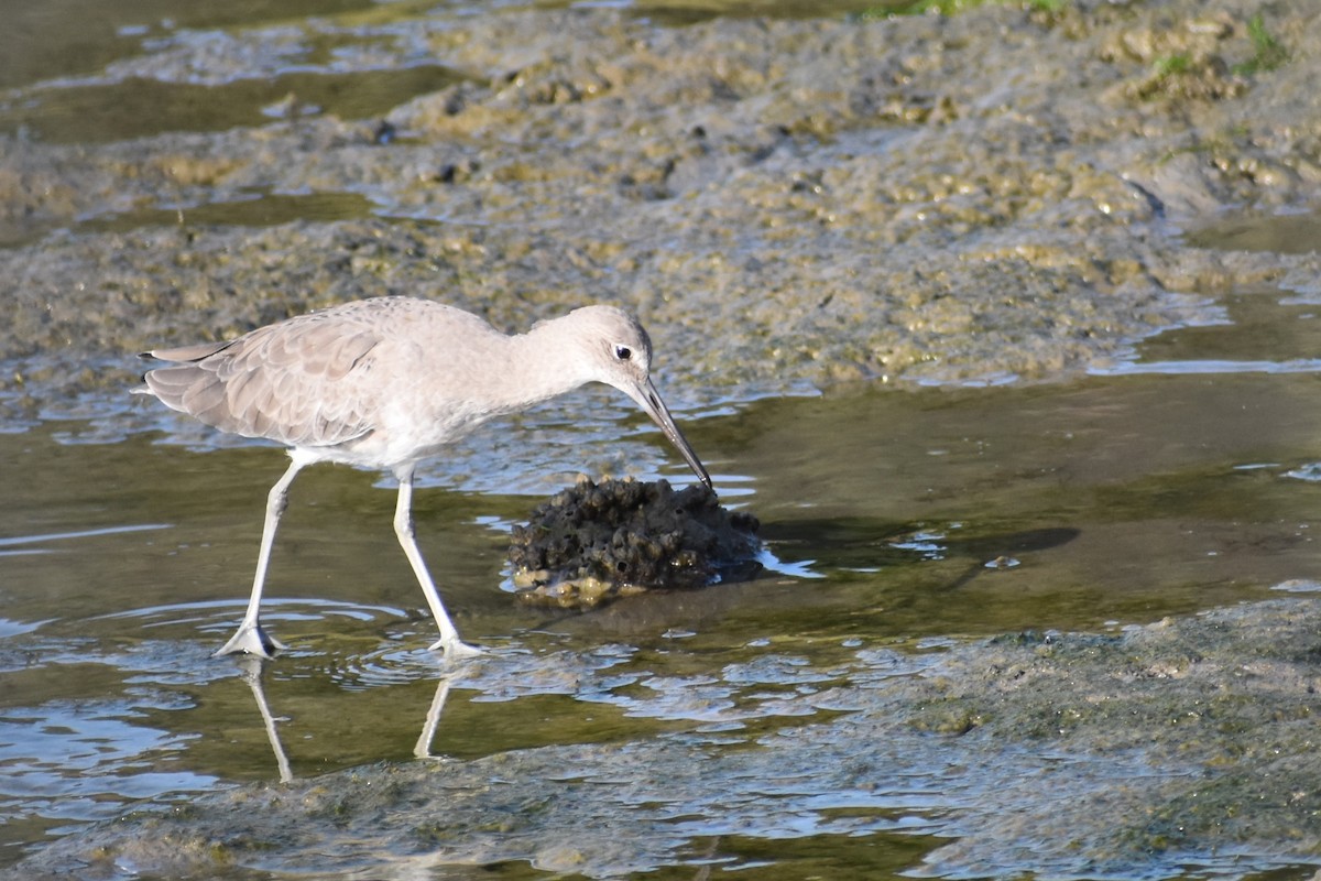 Willet - ML643615748