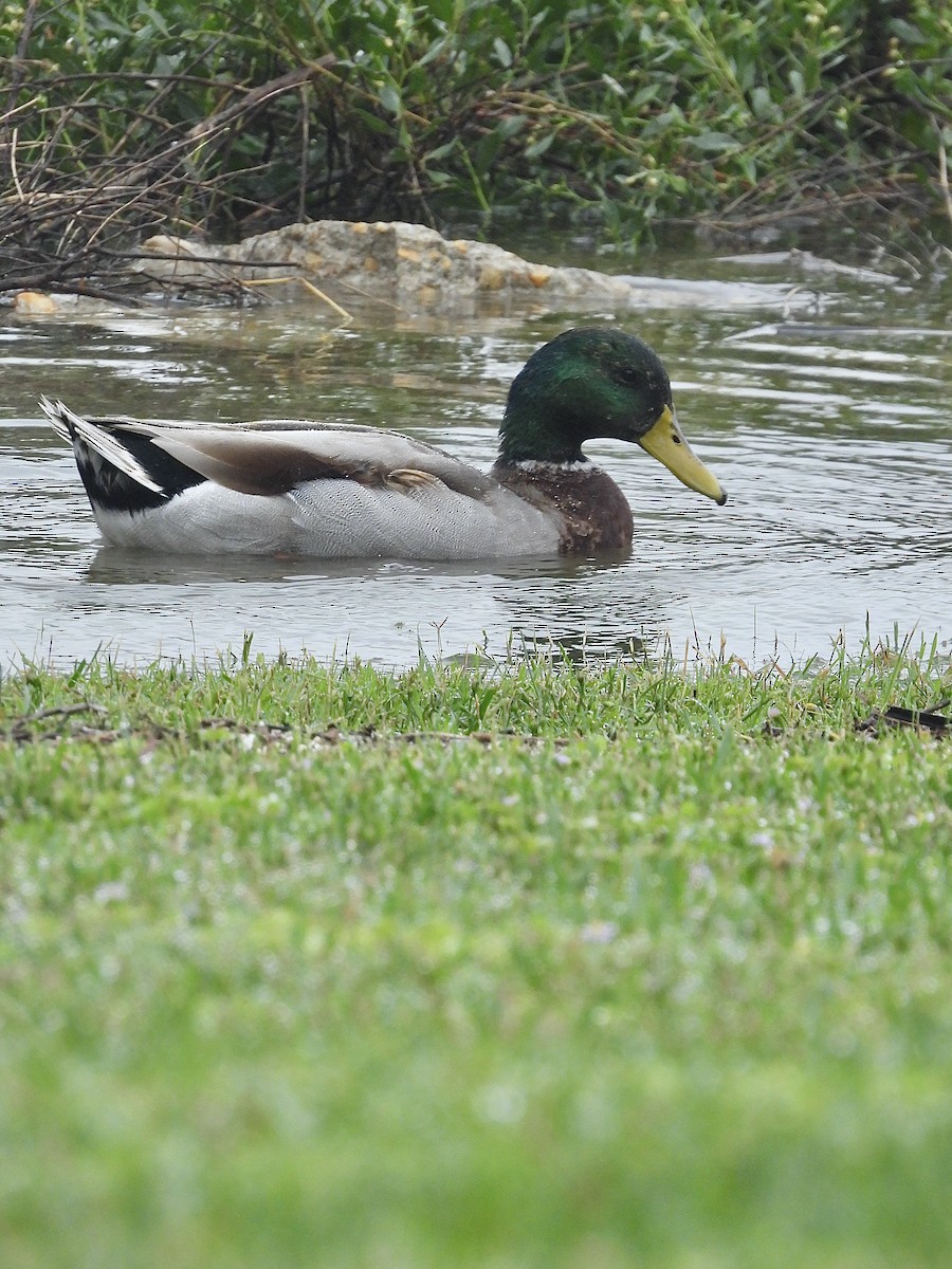 Mallard - ML643615753