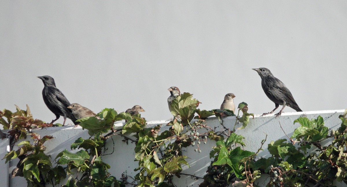 Spotless Starling - ML643615758