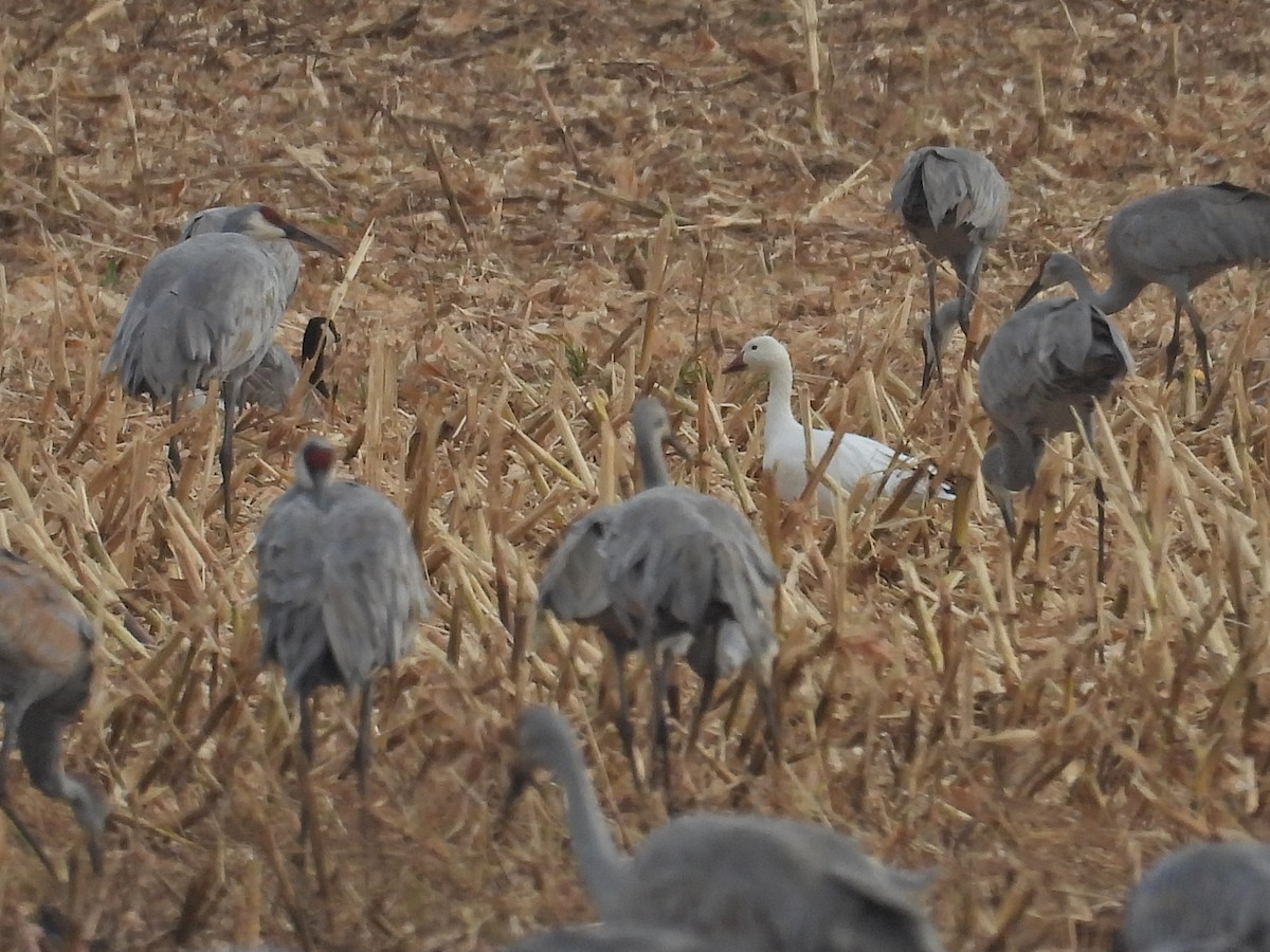 Snow Goose - ML643615765