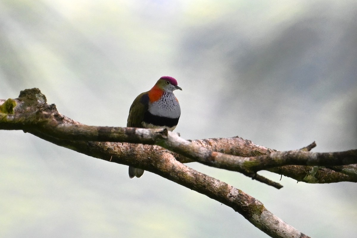 Superb Fruit-Dove - ML643615812