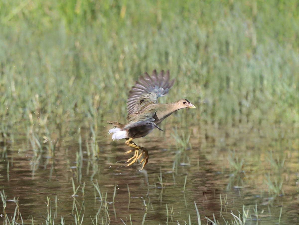 Purple Gallinule - ML643615813