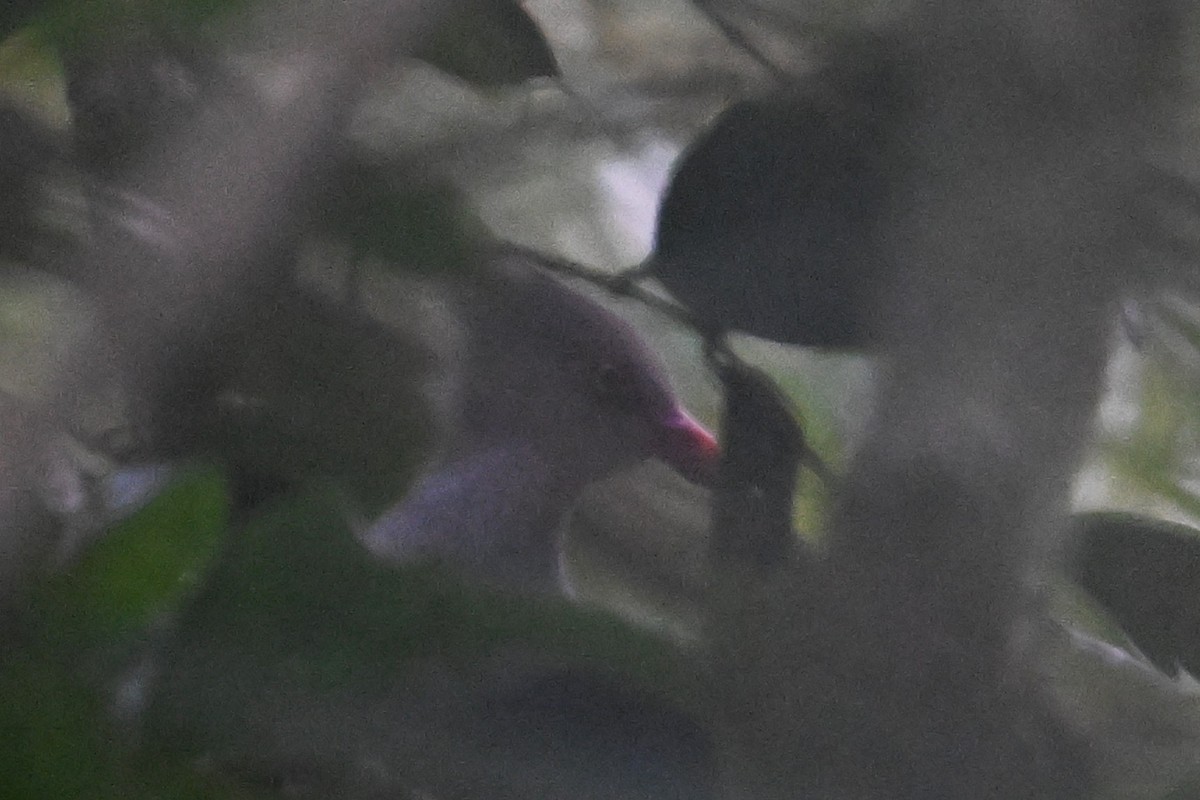 Crested Cuckoo-Dove - ML643615814