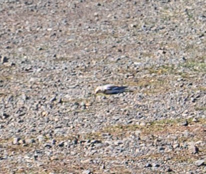 Snow Bunting - ML643615822