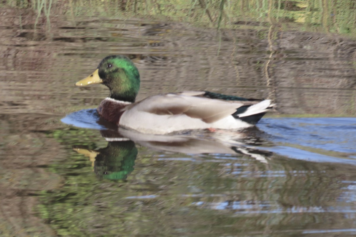 Mallard - ML643615859