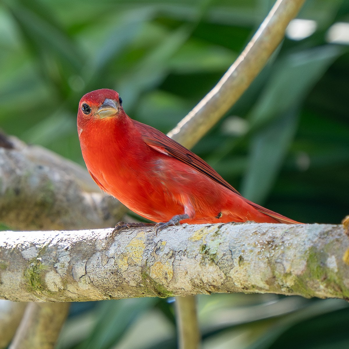 Summer Tanager - ML643615871