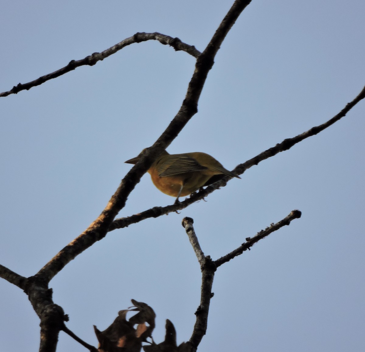 Summer Tanager - ML643615877