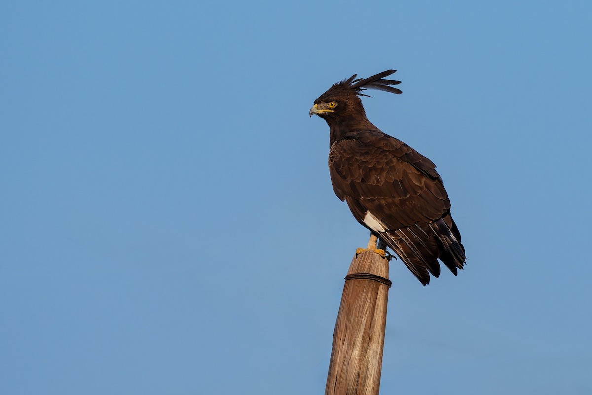 Long-crested Eagle - ML643615882