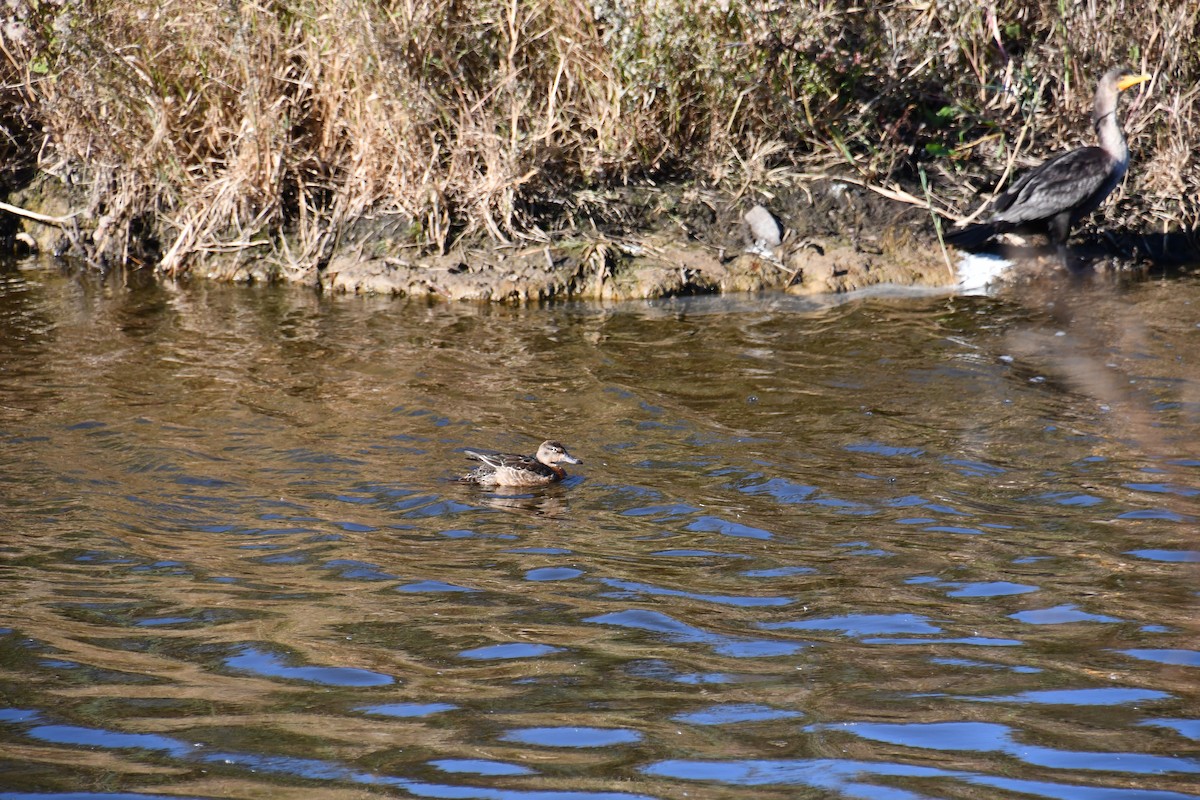 teal sp. - ML643615887