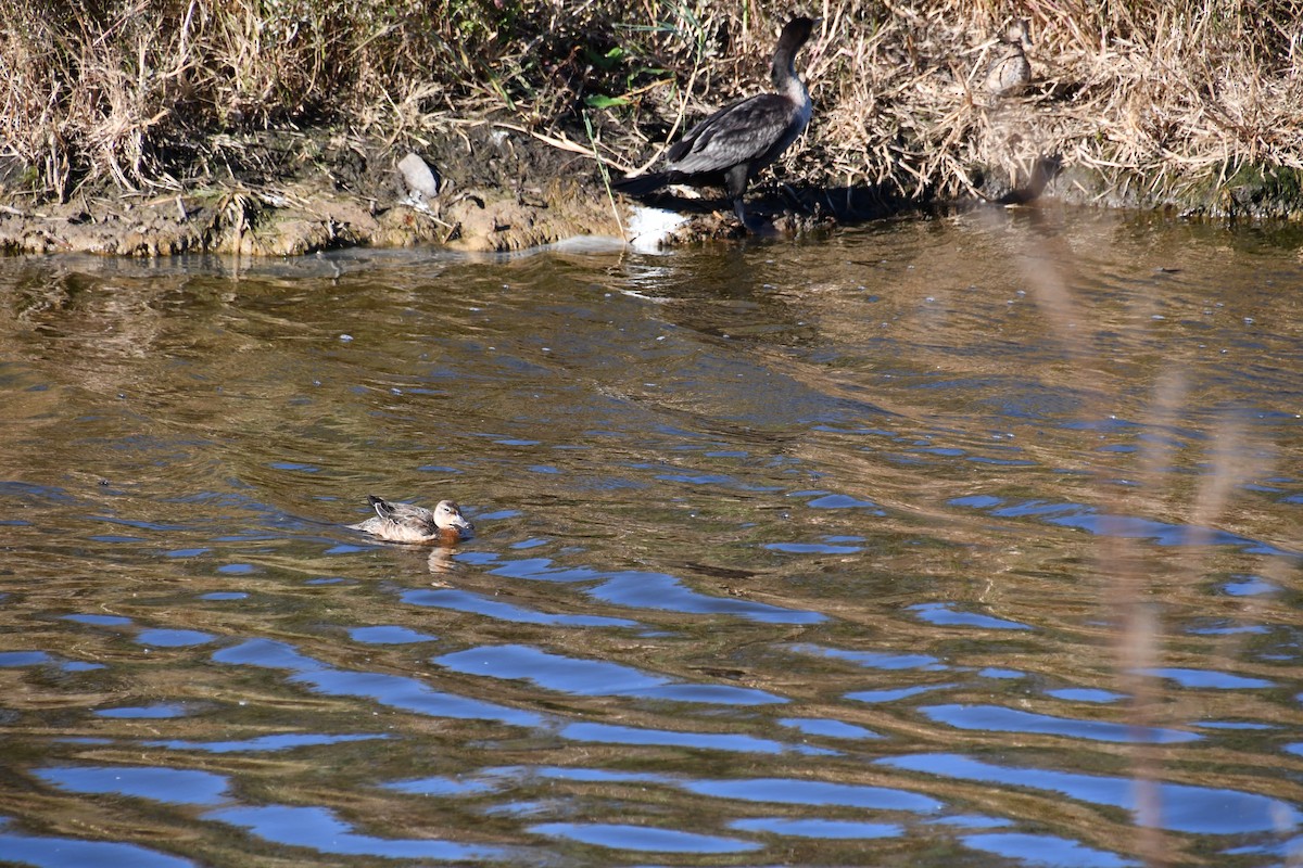 teal sp. - ML643615888