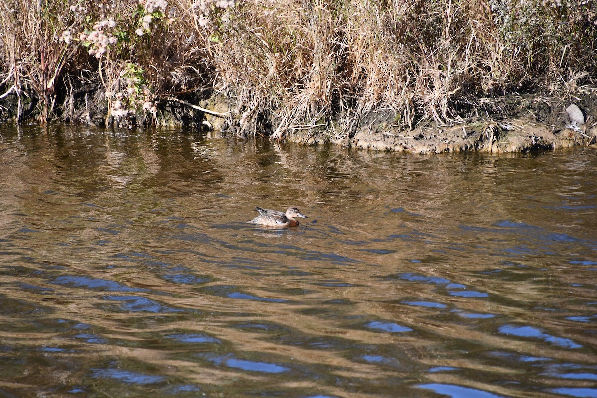 teal sp. - ML643615889