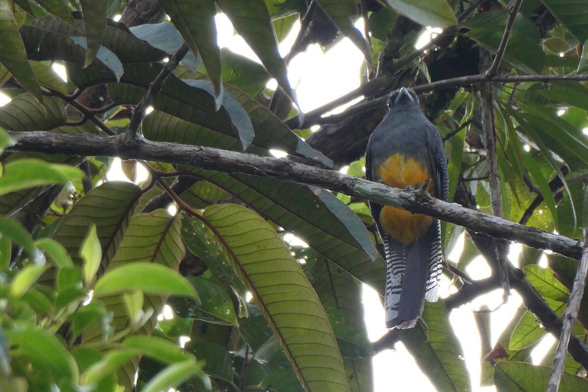 White-tailed Trogon - ML643615917