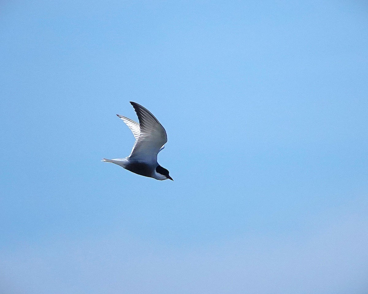 Whiskered Tern - ML643615920