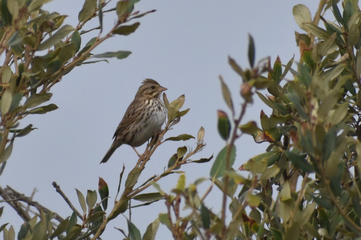 Savannah Sparrow - ML643615939