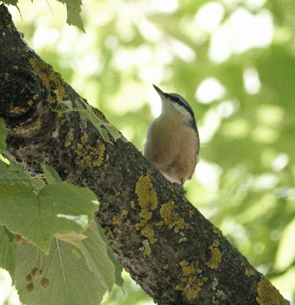 Eurasian Nuthatch - ML643615950