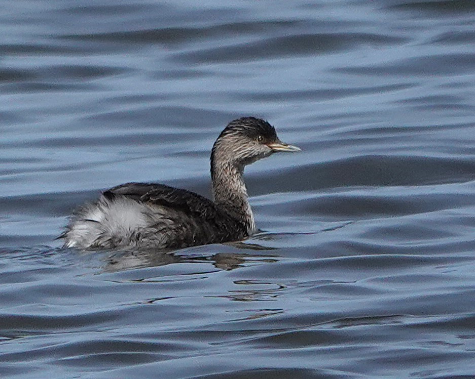 Hoary-headed Grebe - ML643615953