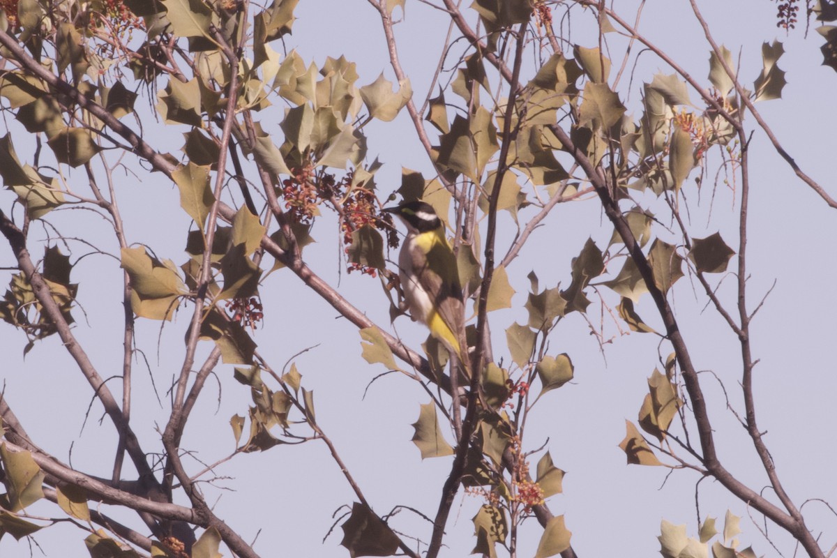 ノドグロハチマキミツスイ（laetior） - ML643615981