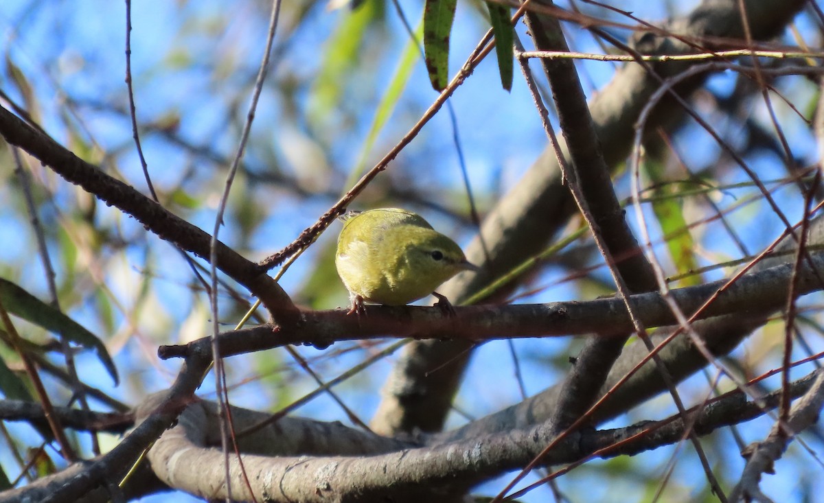 Tennessee Warbler - ML643616004