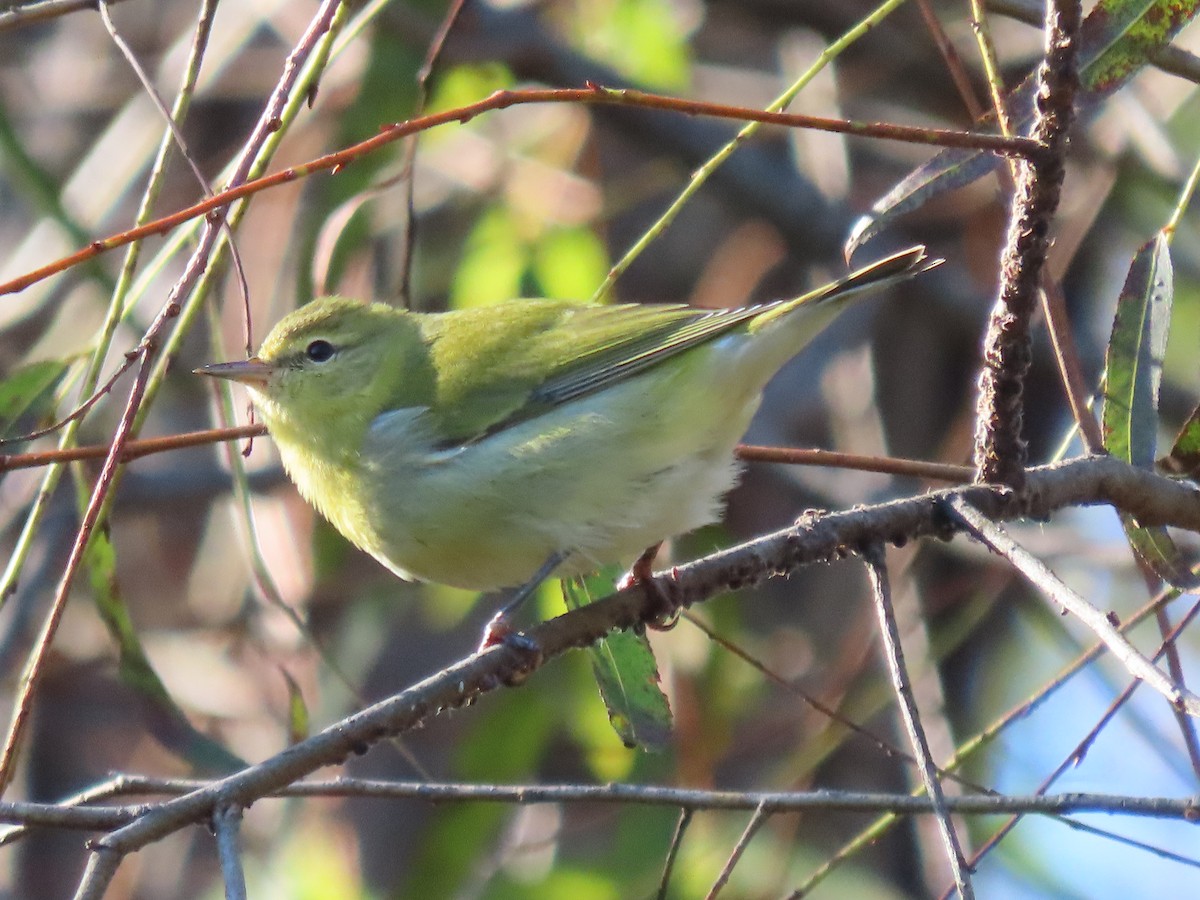 Tennessee Warbler - ML643616005