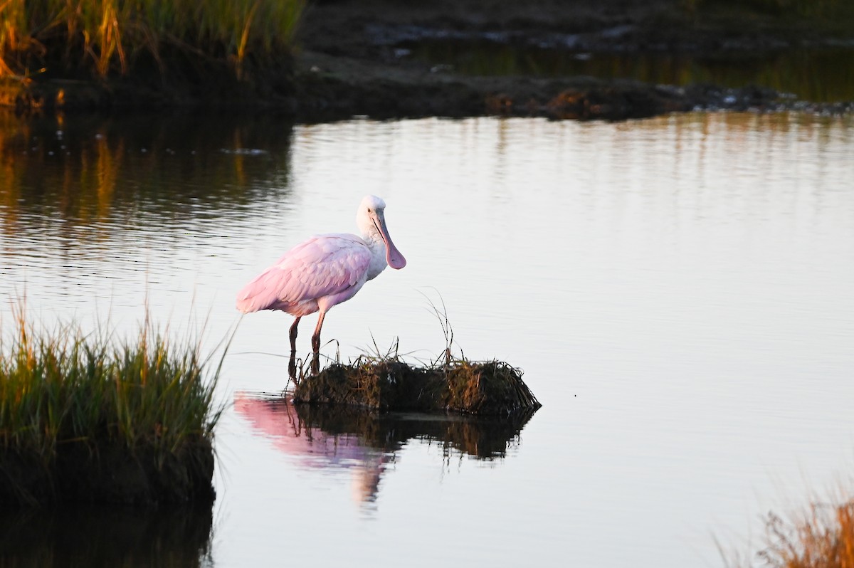 rosenskjestork - ML643616016