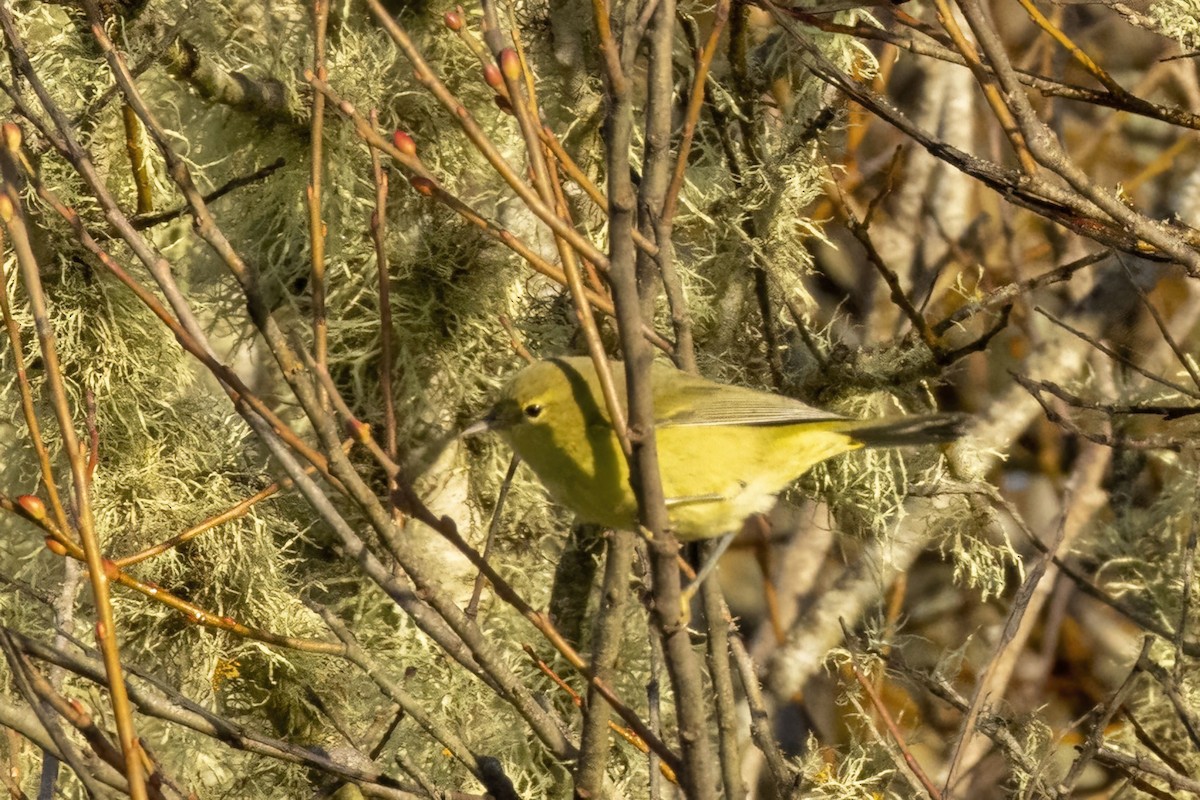 oransjekroneparula - ML643616023