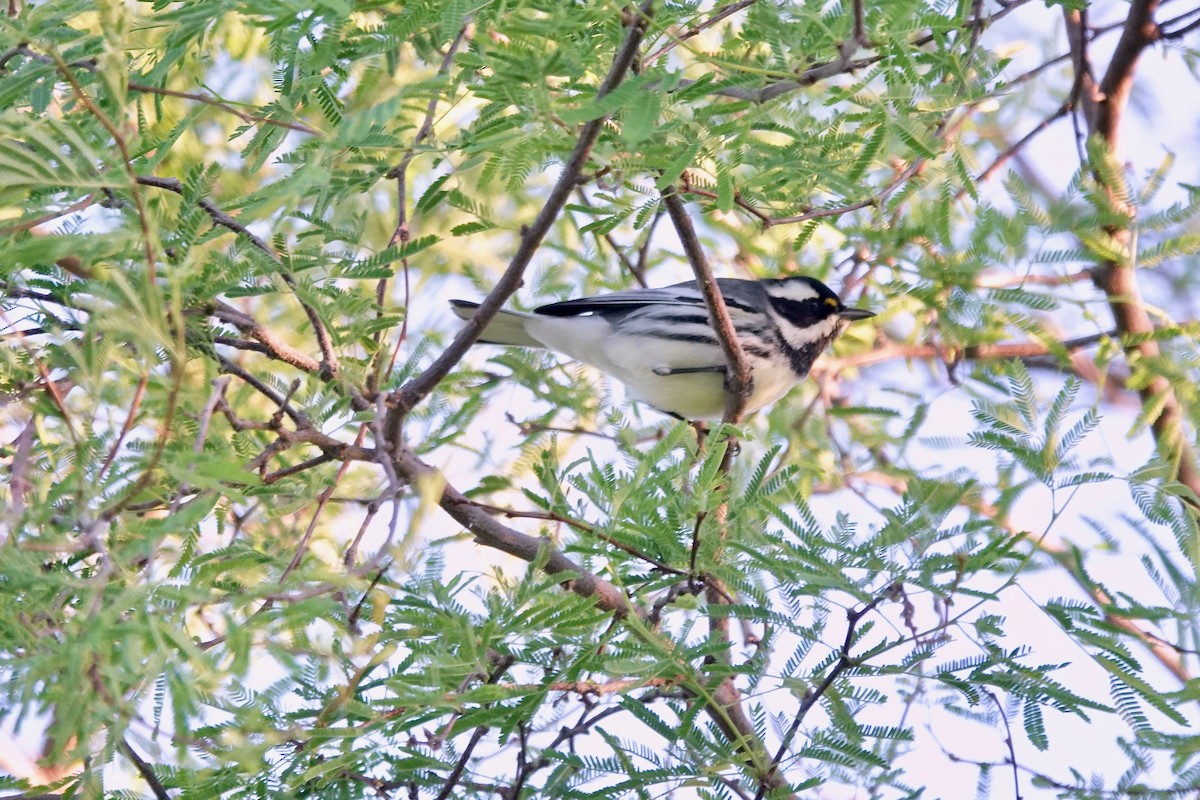 gråparula - ML643616031