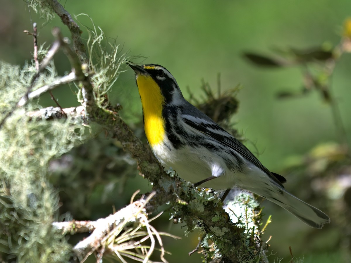 gulstrupeparula - ML643616033