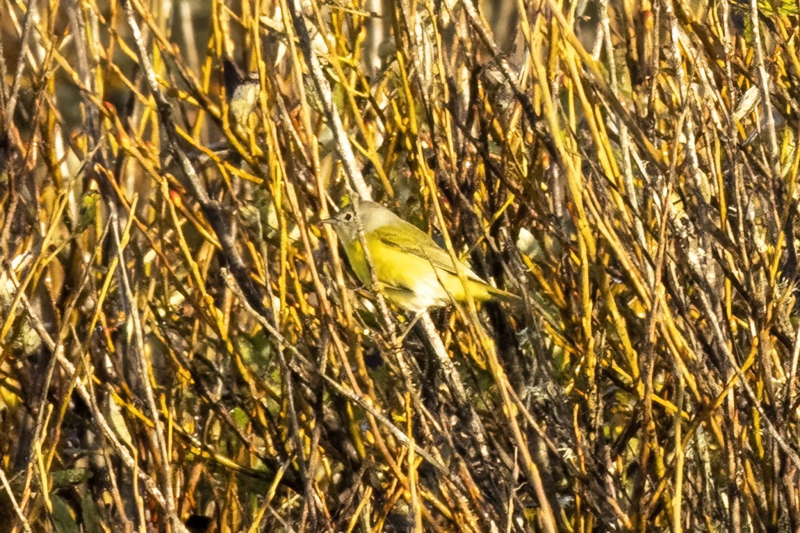 bjørkeparula - ML643616039
